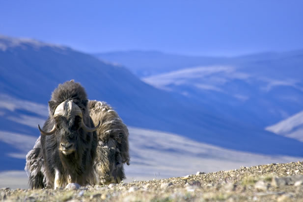 photo of musk oxen in an arctic landscape