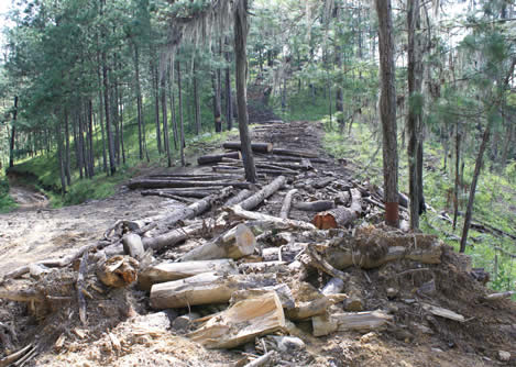 photo of a trail through an immature forest covered with logging slash