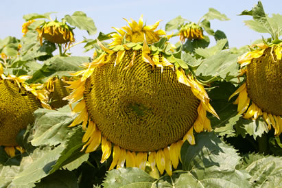 photo of a sunflower field